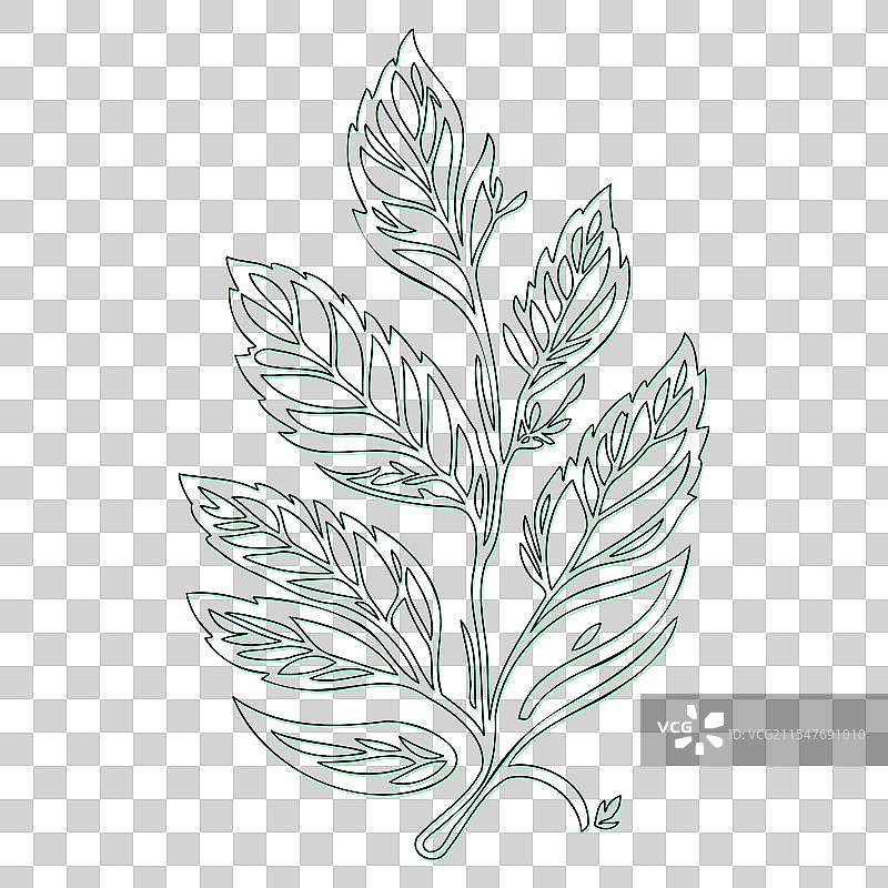 绿颜色的灰烬花轮廓草图图片素材