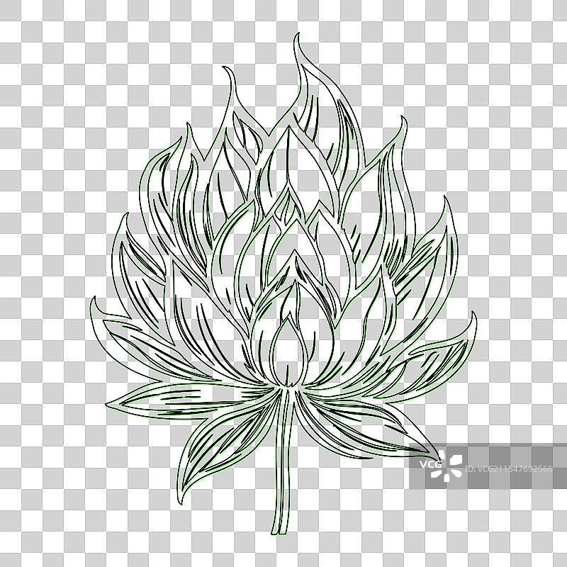 绿色莲花轮廓草图图片素材