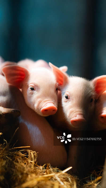 可爱猪猪图片素材