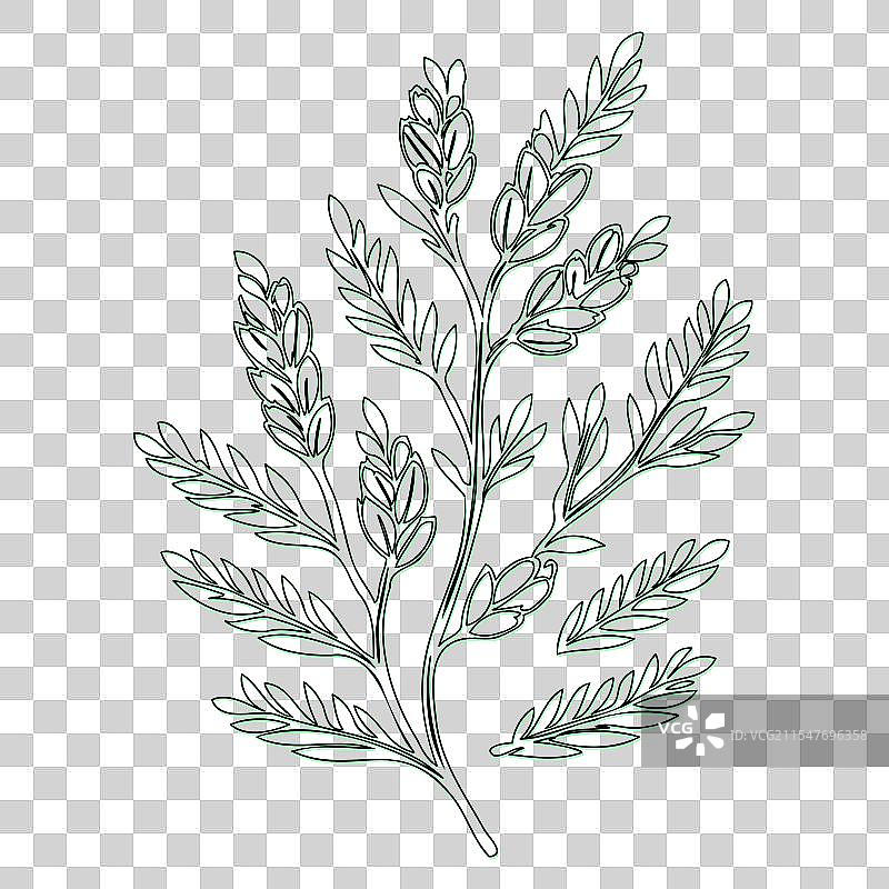 海棠果花轮廓素描绿色图片素材