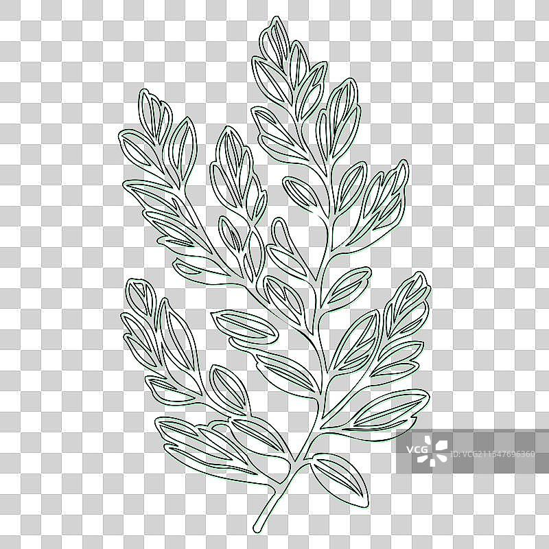 海棠果花轮廓素描绿色图片素材