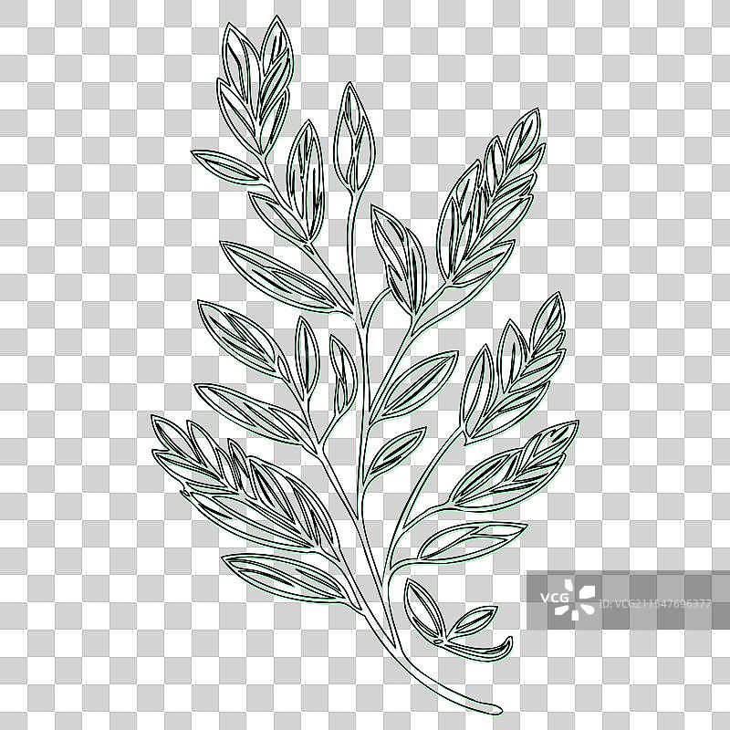 海棠果花轮廓素描绿色图片素材