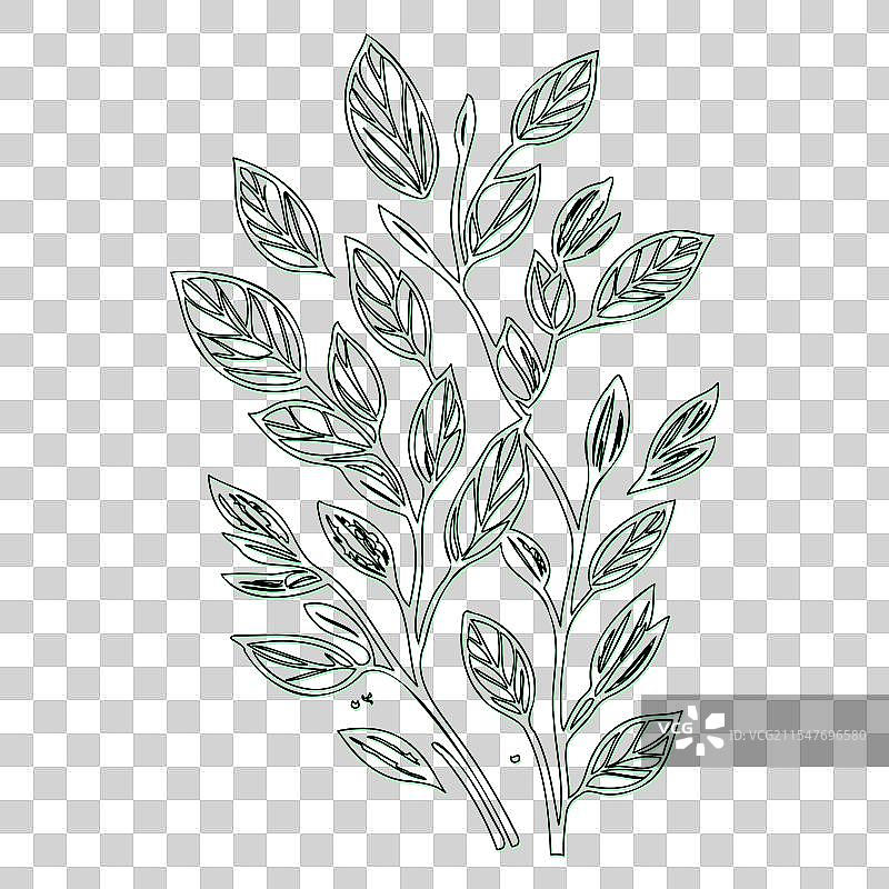 海棠果花轮廓素描绿色图片素材