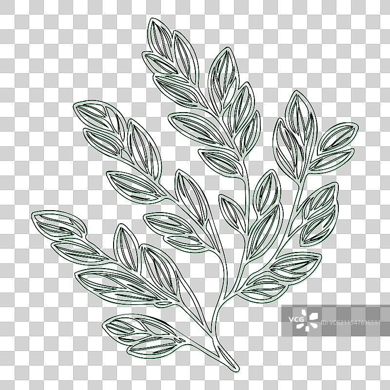 海棠果花轮廓素描绿色图片素材