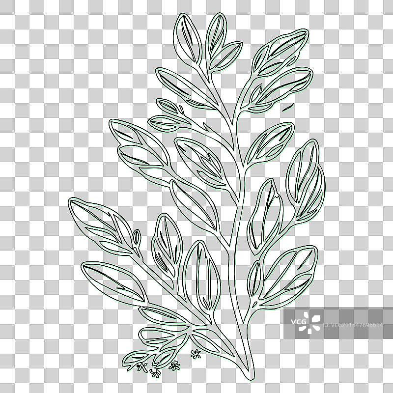 海棠果花轮廓素描绿色图片素材