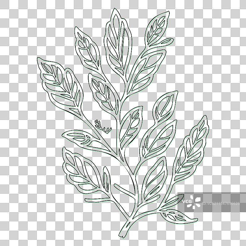 海棠果花轮廓素描绿色图片素材