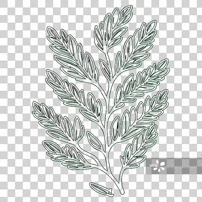 海棠果花轮廓素描绿色图片素材