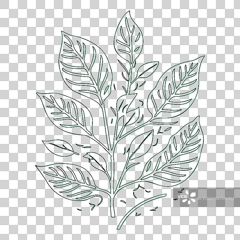 绿叶荚蒾花轮廓素描图片素材