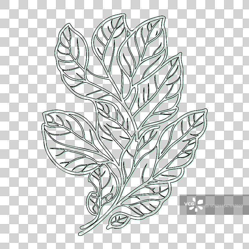 绿叶荚蒾花轮廓素描图片素材
