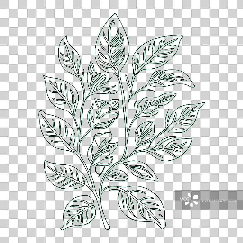 绿叶荚蒾花轮廓素描图片素材