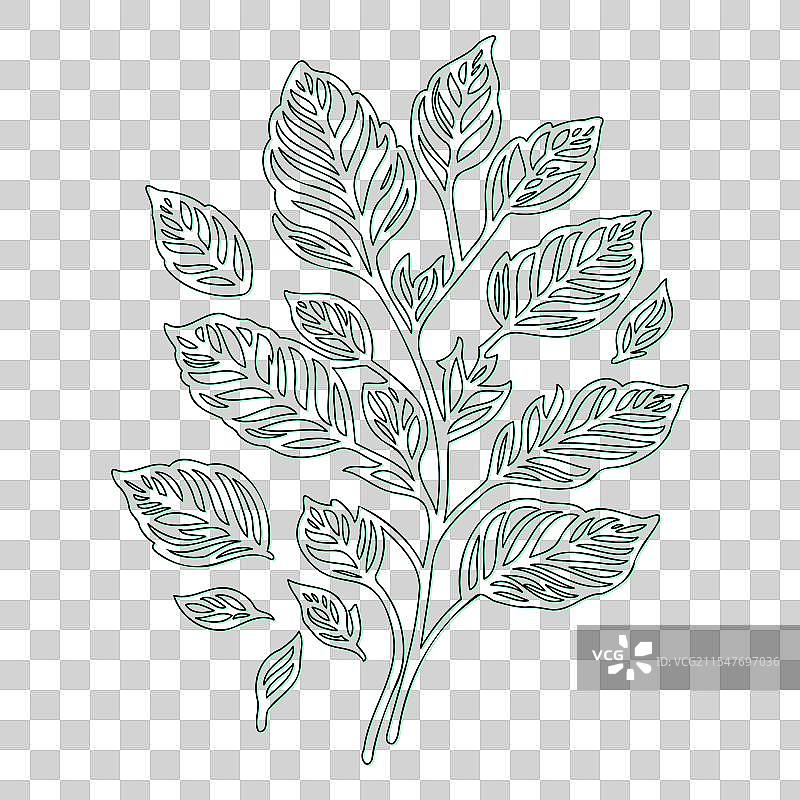 绿叶荚蒾花轮廓素描图片素材