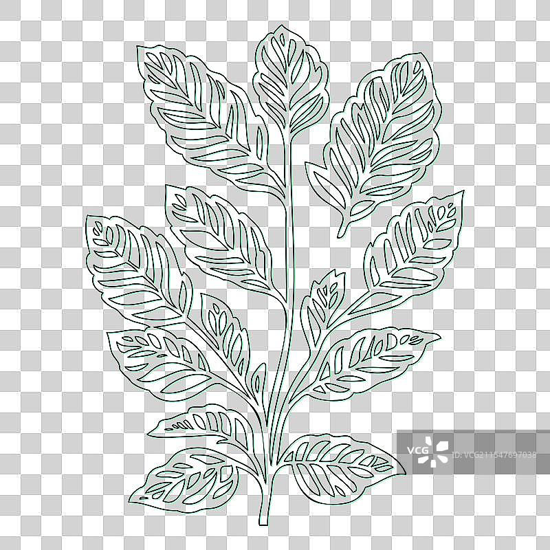 绿叶荚蒾花轮廓素描图片素材