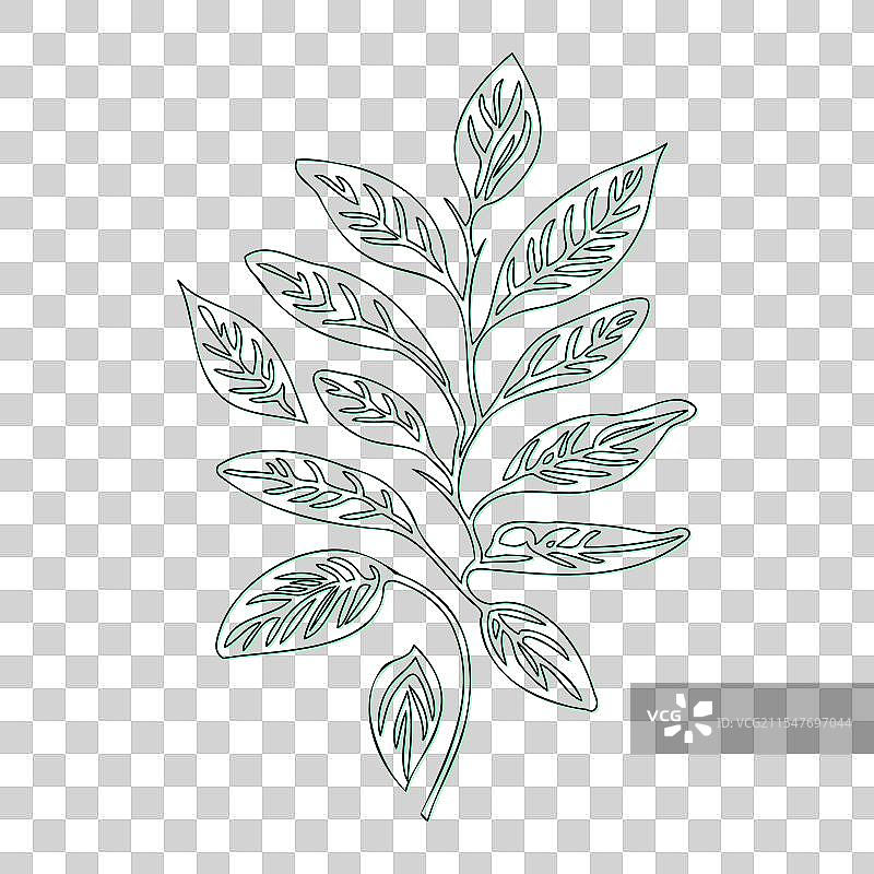 绿叶荚蒾花轮廓素描图片素材