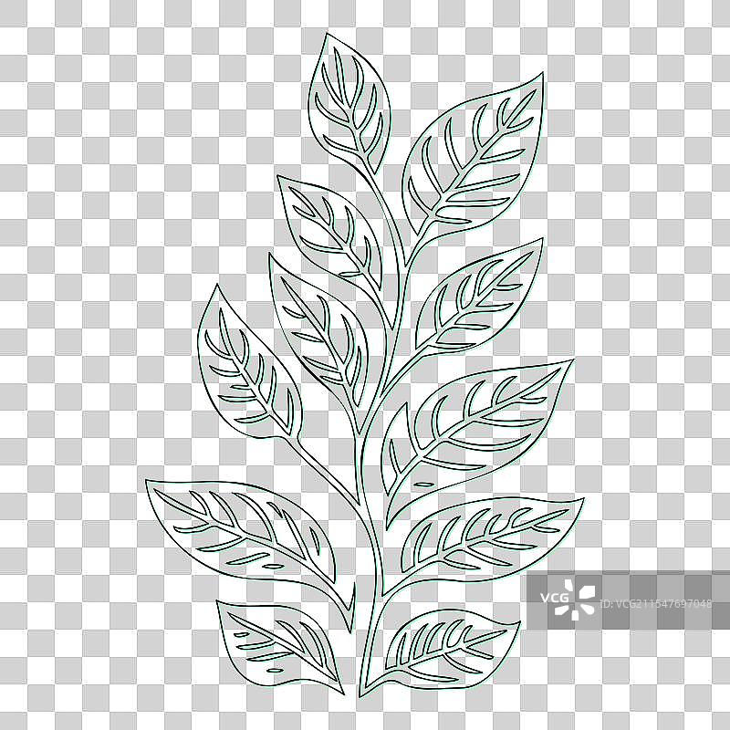 绿叶荚蒾花轮廓素描图片素材