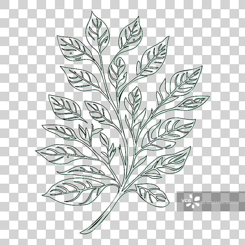 绿叶荚蒾花轮廓素描图片素材