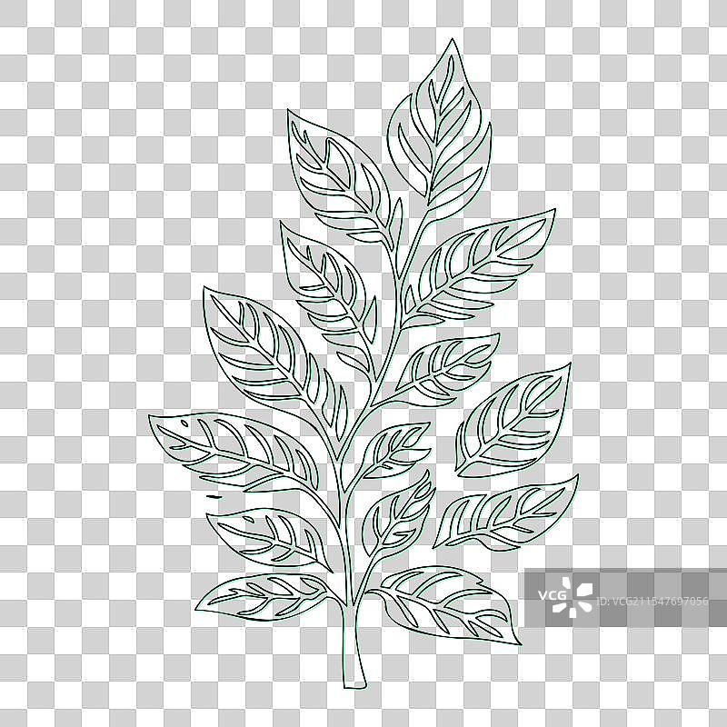 绿叶荚蒾花轮廓素描图片素材