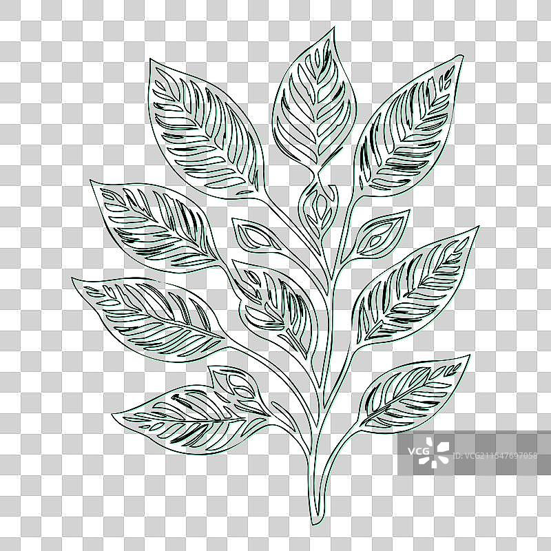 绿叶荚蒾花轮廓素描图片素材