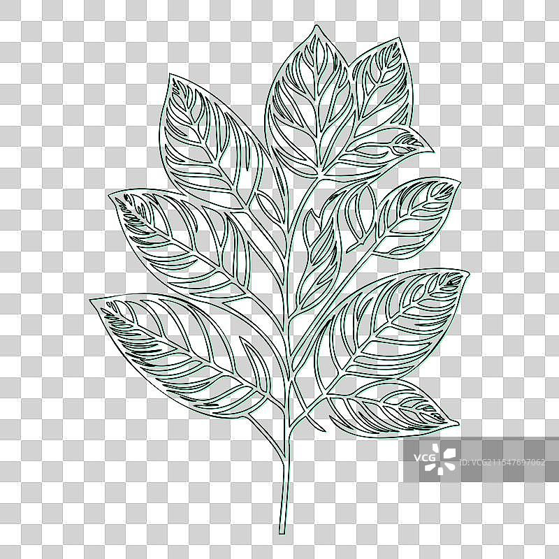 绿叶荚蒾花轮廓素描图片素材