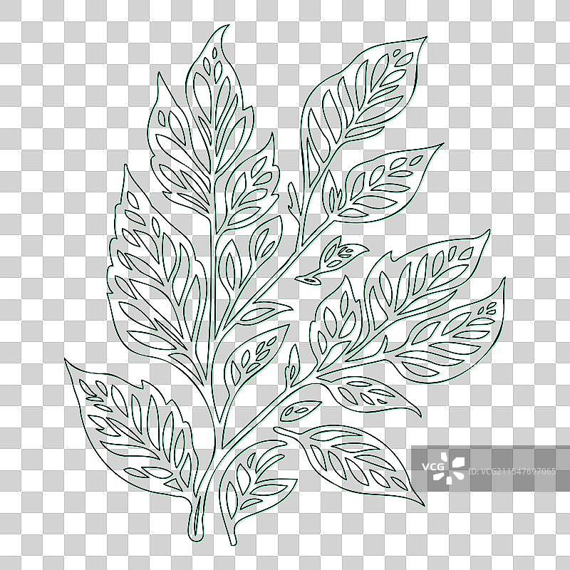 绿叶荚蒾花轮廓素描图片素材