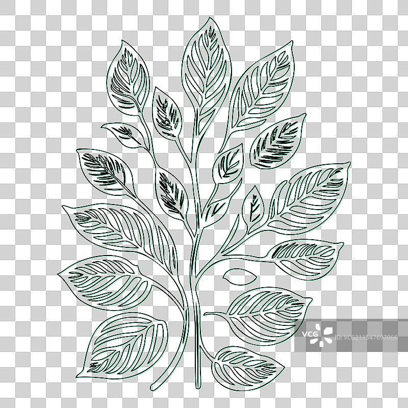 绿叶荚蒾花轮廓素描图片素材