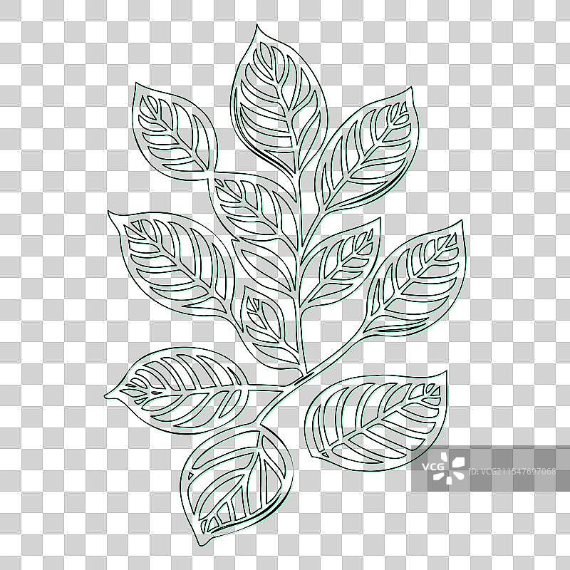 绿叶荚蒾花轮廓素描图片素材