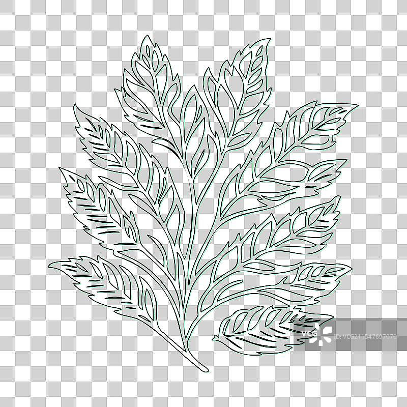 绿叶荚蒾花轮廓素描图片素材