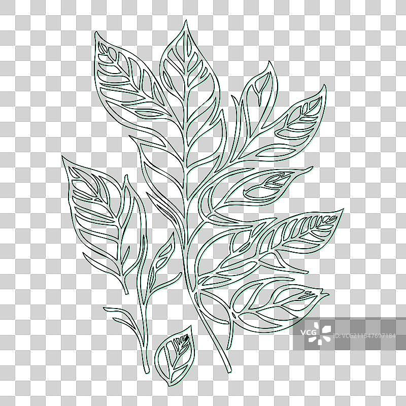 绿叶荚蒾花轮廓素描图片素材