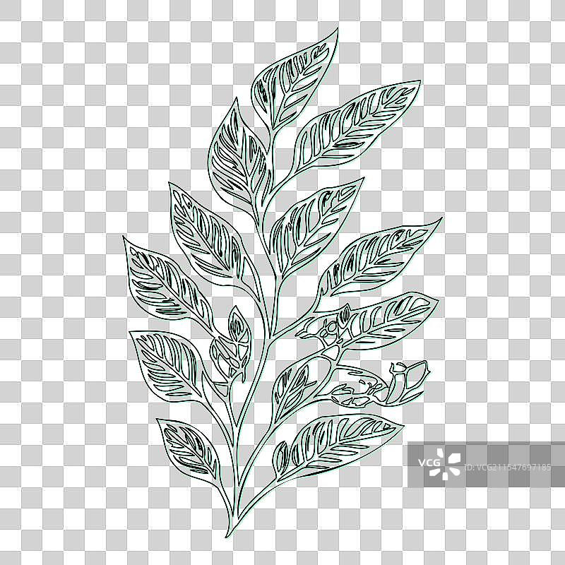 绿叶荚蒾花轮廓素描图片素材