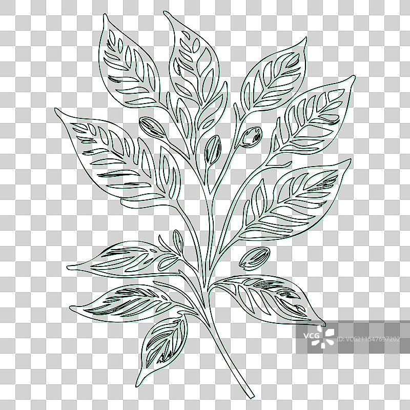 绿叶荚蒾花轮廓素描图片素材