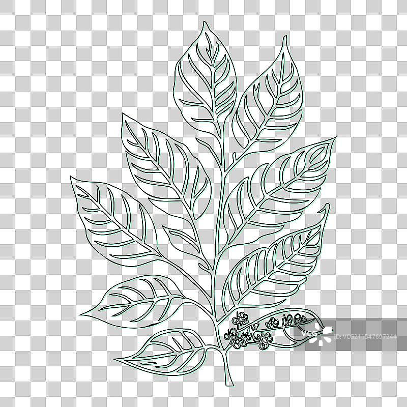 绿叶荚蒾花轮廓素描图片素材