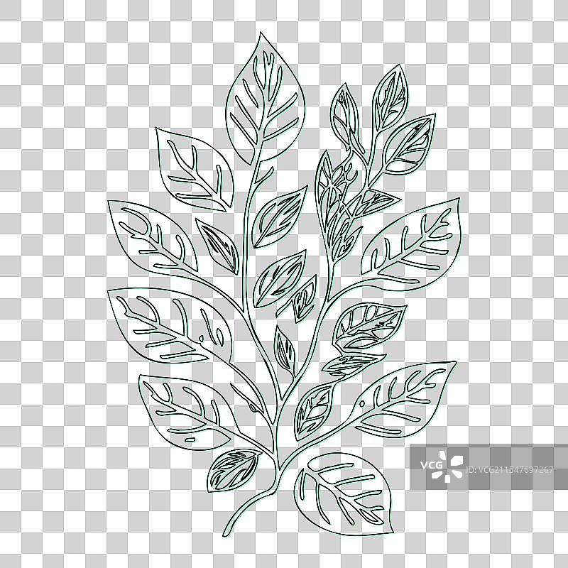 绿叶荚蒾花轮廓素描图片素材