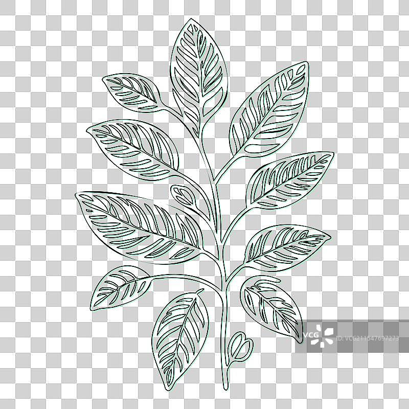 绿叶荚蒾花轮廓素描图片素材