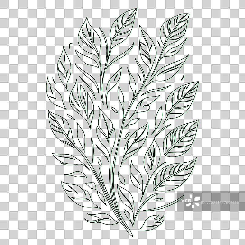 旋涡状花朵轮廓草图，绿色图片素材