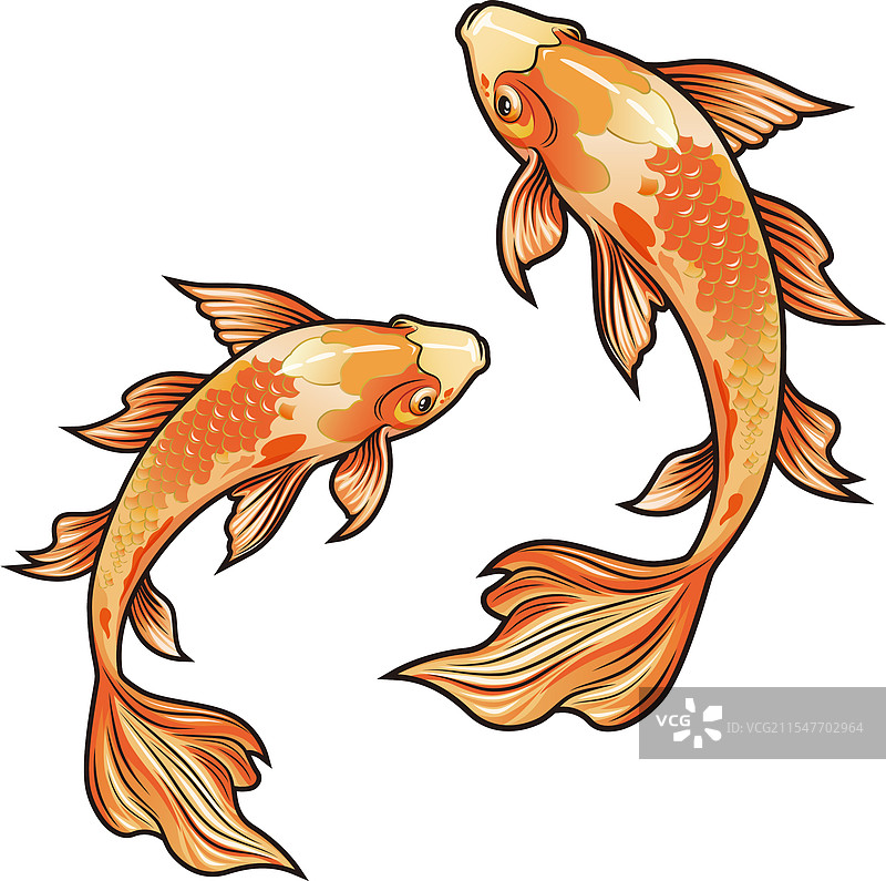 鲤鱼矢量插画图片素材