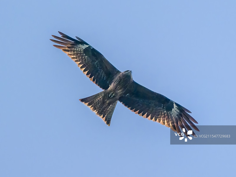 正在蓝天中翱翔的黑耳鸢图片素材