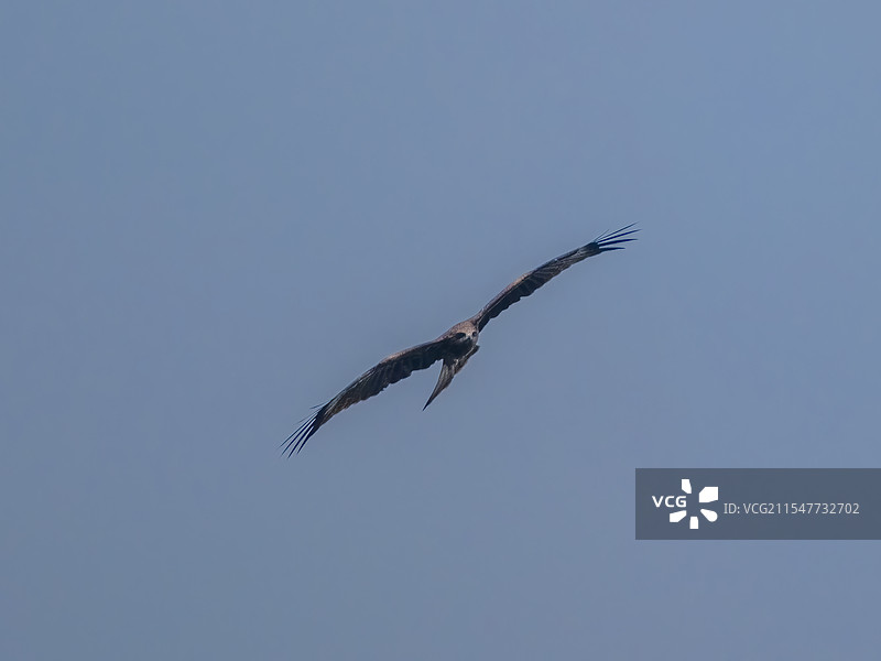 正在蓝天中翱翔的黑耳鸢图片素材