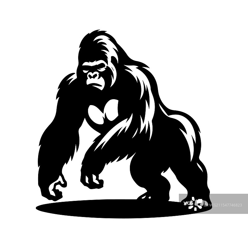 西部大猩猩的剪影，令人惊叹图片素材