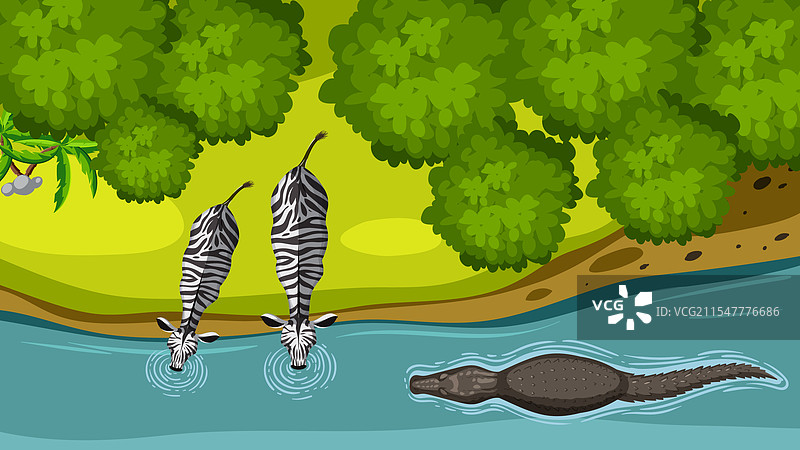 斑马在潜伏的鳄鱼附近饮水图片素材