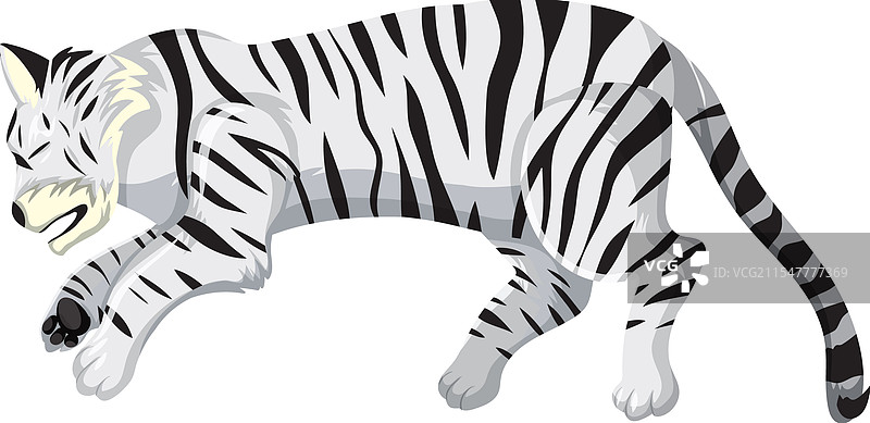 一只白虎安静地躺着图片素材