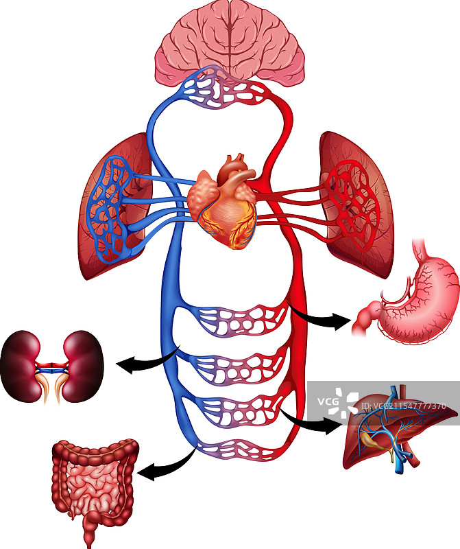 心脏、大脑和主要器官图片素材
