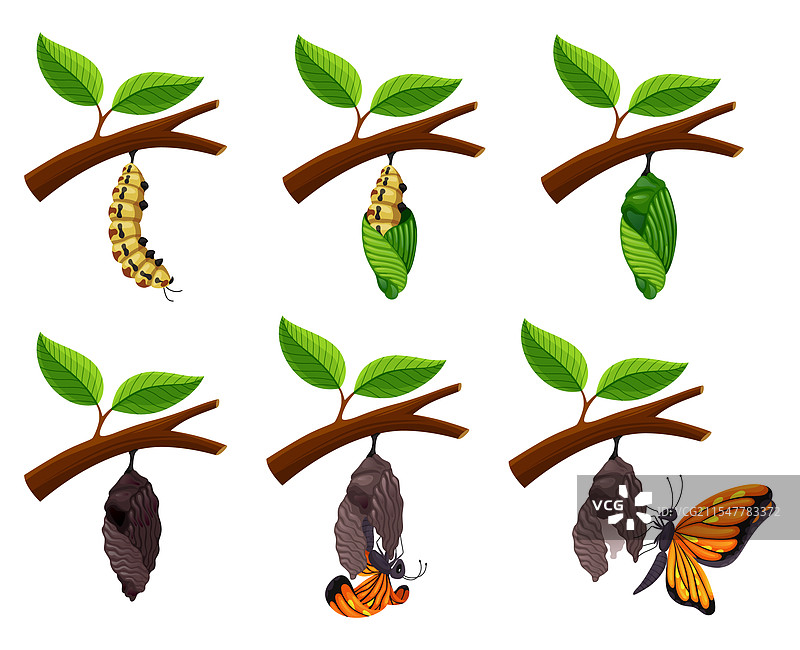 蝴蝶生命周期的各个阶段图片素材