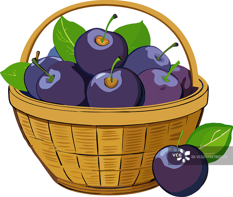 新鲜成熟的李子从一个乡村编织的篮子中溢出图片素材