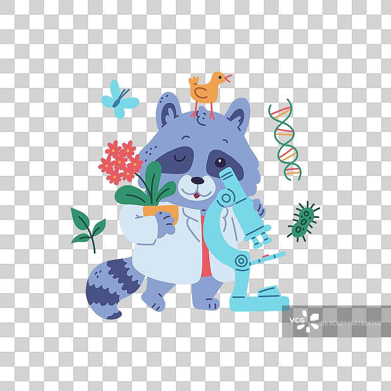 可爱的浣熊科学家与显微镜图片素材