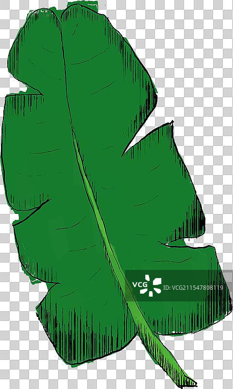 手绘素描风格的香蕉叶，最适合用于图片素材