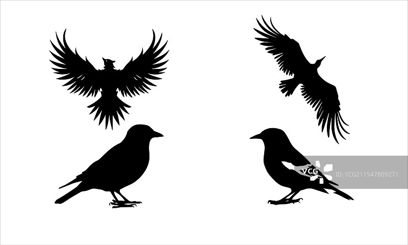 不同鸟类的剪影图片素材