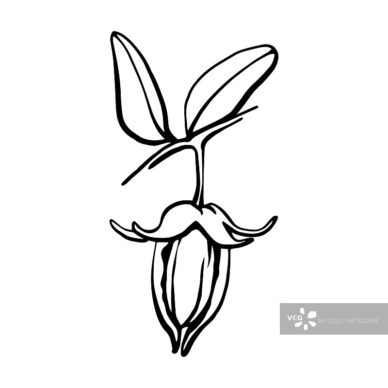 手绘的霍霍巴坚果与种子的单色轮廓图图片素材