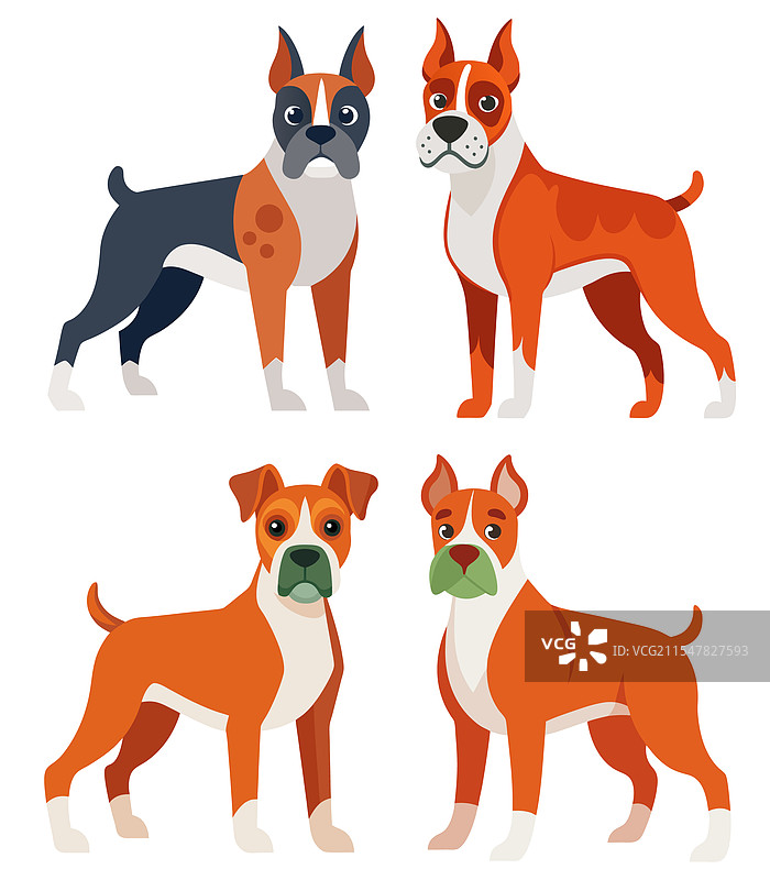 四只卡通风格的拳师犬图片素材