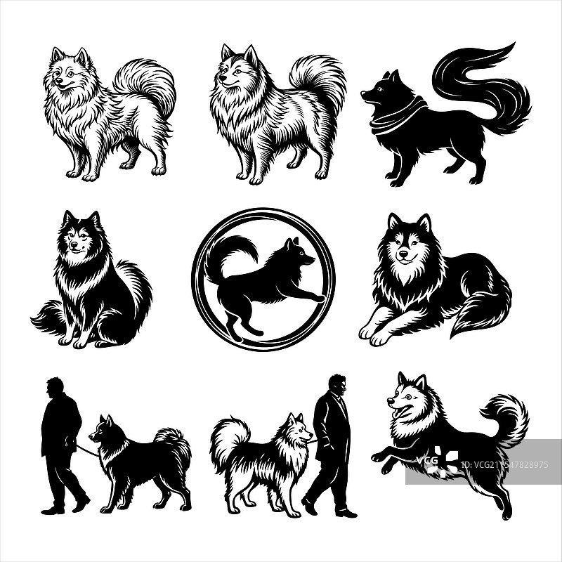 萨摩耶犬图片素材