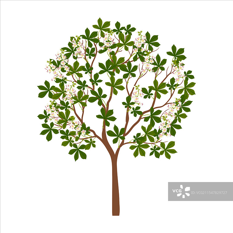 绘制树巴基马栗图片素材