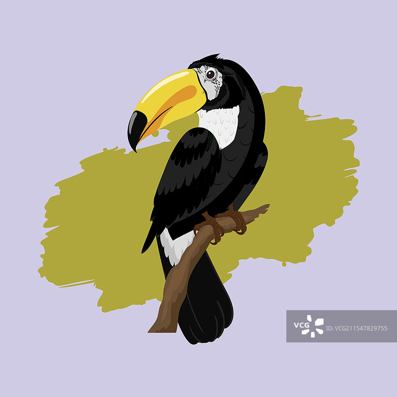 黑白色的犀鸟，带有黄色的喙图片素材